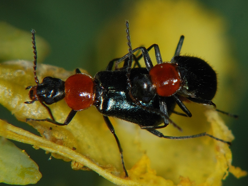 dalla Sardegna: Attalus cyaneus, Malachiidae